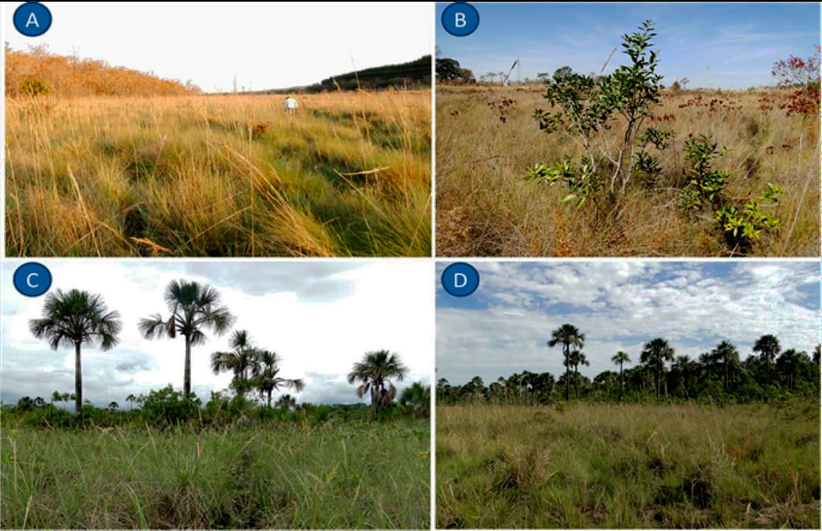 Vereda típica: à esquerda, mata de galeria em estádio avançado de evolução, ao centro o estrato graminoso predominante e, à direita, vegetação de cerrado