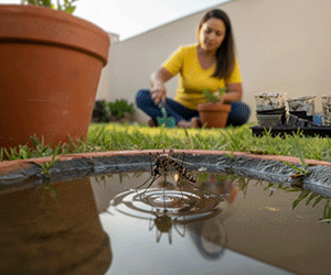 SECRETARIA DA SAUDE - DENGUE/ARBOVIROSES 2025